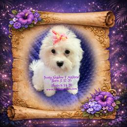 Ivory Whisper - White female Maltese puppy in Silverhill, Alabama from Malteseuluv’s Tiny Treasurers