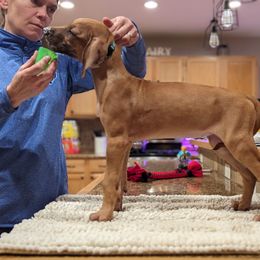 Rhodesian Ridgeback Puppies from Fisher’s Rhodies