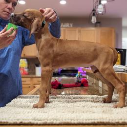 Rhodesian Ridgeback Puppies from Fisher’s Rhodies