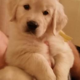 Golden Retriever Puppies from G & G Goldens