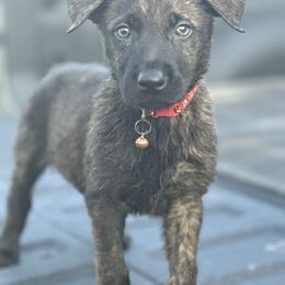 Boy 4 red collar - Gold brindle Dutch Shepherd puppy in Saint Amant, Louisiana from Mercy Kennels