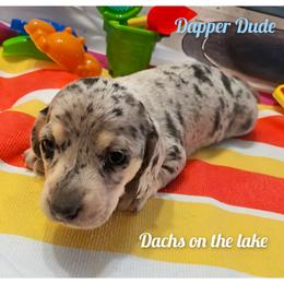 Dapper Dude - Dapple male Dachshund puppy in Grove, Oklahoma from Dachs on the lake