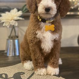 Cavapoo and Poodle Puppies from Sac-Town Poodles and Doodles