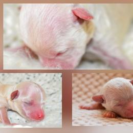 Maltipoo puppies from Southland Farm Kennels