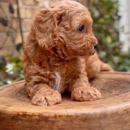 Anthony - Red male Cavapoo puppy in Arlington, Texas from Van Haselen Poodles and Doodles