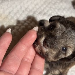 Girl 3 - Liver female Miniature Schnauzer puppy in Magalia, California from Cali Sun-kissed Schnauzers