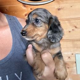 Girl 1 - Dapple female Dachshund puppy in Cheyenne, Wyoming from Great Basin Hounds