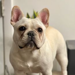 Marshmallow - French Bulldog