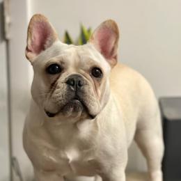 Marshmallow - French Bulldog