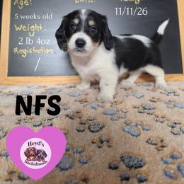 Bessie - Piebald female Dachshund puppy in Hoquiam, Washington from Heyd's Mini Dachshunds