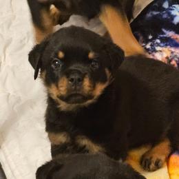 Yellow boy - Black and mahogany male Rottweiler puppy in Worley, Idaho from Templinhaus Rottweilers & DreamHaus French Bulldogs