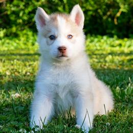 Sunny - Red and white male Siberian Husky puppy in Knoxville, Tennessee from The Siberian Empire
