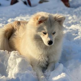 Pomeranian and Pomsky All Grown Up from Alpha Poms & Pomskies