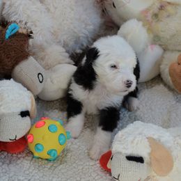 Old English Sheepdog Puppies from Roland Hills Farm