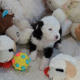 Old English Sheepdog Puppies from Roland Hills Farm