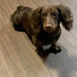 Jax - Dachshund