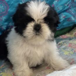 Girl 4 - Tricolor female Shih Tzu puppy in Centralia, Washington from FRUFFLES SHIH TZUS