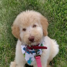 Goldendoodles from Small Country Doodles