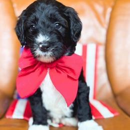 Brisket - Black and white male Bernedoodle puppy in New Harmony, Indiana from Cottonwood Farms