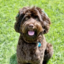 Coco - Australian Labradoodle