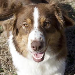 Australian Shepherds from Cobler Farms