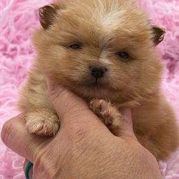 Mango - Orange female Pomeranian puppy in Franklin, North Carolina from A&J Cutie Pawtooties