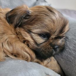 Shih Tzu Puppies from Chimera Shih Tzu