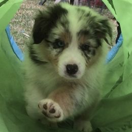 Australian Shepherds from Mystique Australian Shepherds