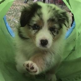 Australian Shepherds from Mystique Australian Shepherds