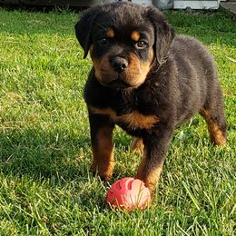  Puppies from SPOON RIVER ROTTWEILERS