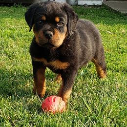  Puppies from SPOON RIVER ROTTWEILERS