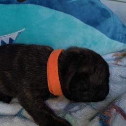 French Bulldog Puppies from Great White French Bulldogs