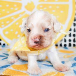 Cooper - Buff male Cocker Spaniel puppy in Rattan, Oklahoma from Double M Cocker Spaniels