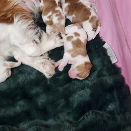 Cavalier King Charles Spaniel puppies from Bill's Cavalier