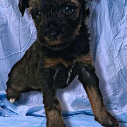 Girl 2 - Black and tan female Schnoodle puppy in Rancho Cordova, California from Snickerdoodle Doodles