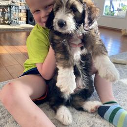 Bernedoodle and Poodle Puppies from Sunset Family Farm