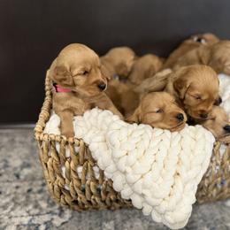 Golden Retriever Puppies from Bigfoot Goldens - We got lots of puppies coming in June!