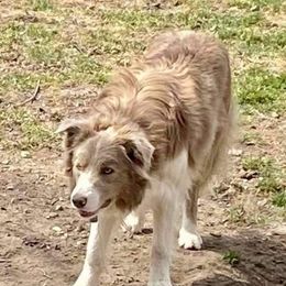 Axon - Border Collie