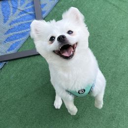 Sugar - Pomeranian