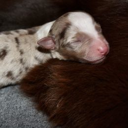 Australian Shepherd Puppies from AW Standard Aussies