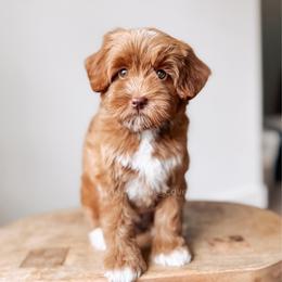 Graham - Red  male Goldendoodle puppy in Syracuse, Indiana from The Doodle Cove