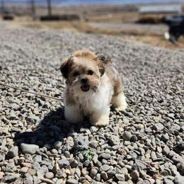 Summer now Sutton - Brown and white female Shichon puppy in Delta, Colorado from PTK Ranch