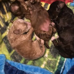 Poodle Puppies from Pixie Poodles