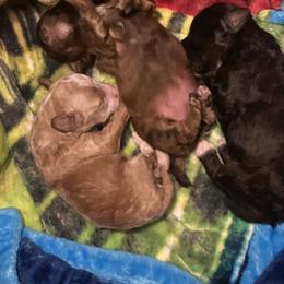 Poodle Puppies from Pixie Poodles