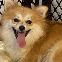 Butterball - Pomeranian