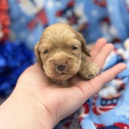 Cocker Spaniel Puppies from A&J Kennel