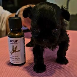 Buster - White male Maltese puppy in Wittmann, Arizona from Marlees Puppies 1