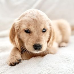 Companion Cross Puppies from Happy Tails Mini Goldens