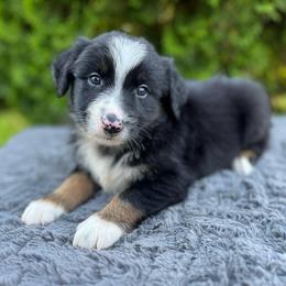 Benji - Black tri male Miniature Australian Shepherd puppy in Alabama from SBA Aussies