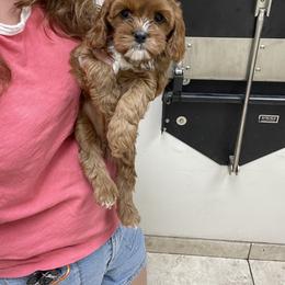Cavalier King Charles Spaniel and Cavapoo Puppies from Larisa's Cavaliers